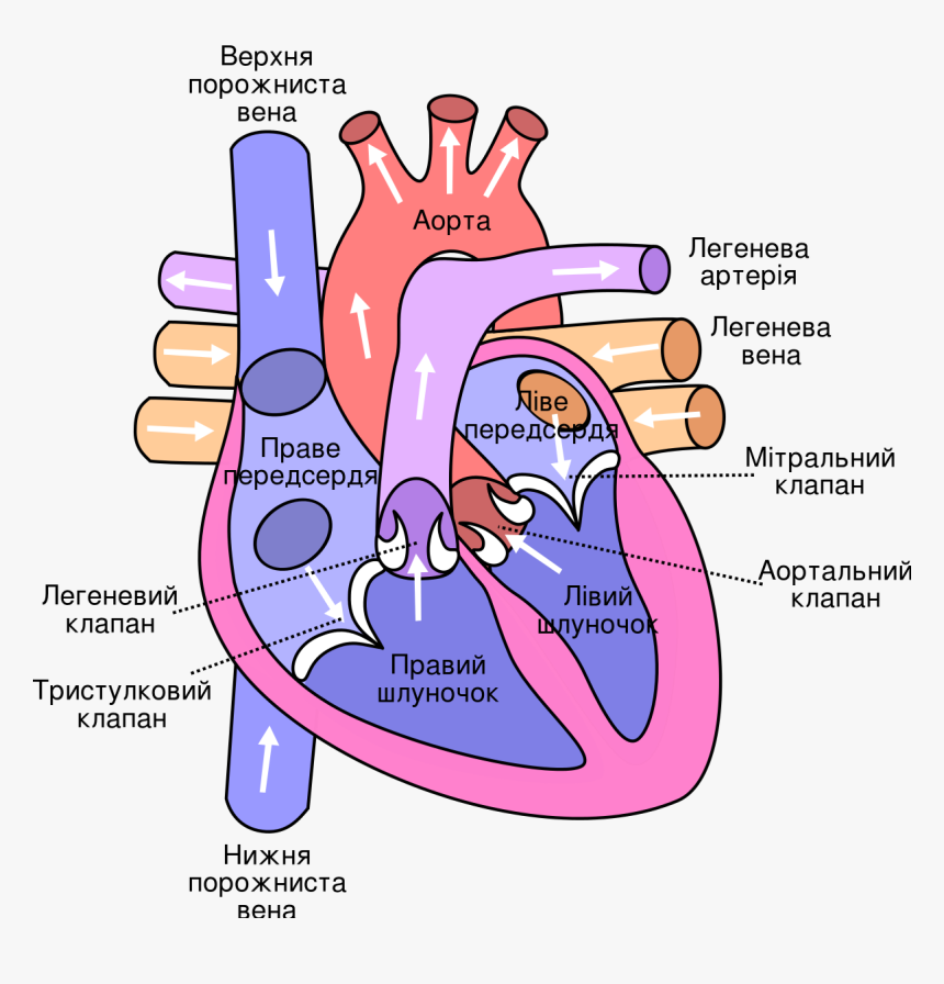Human Heart Png, Transparent Png