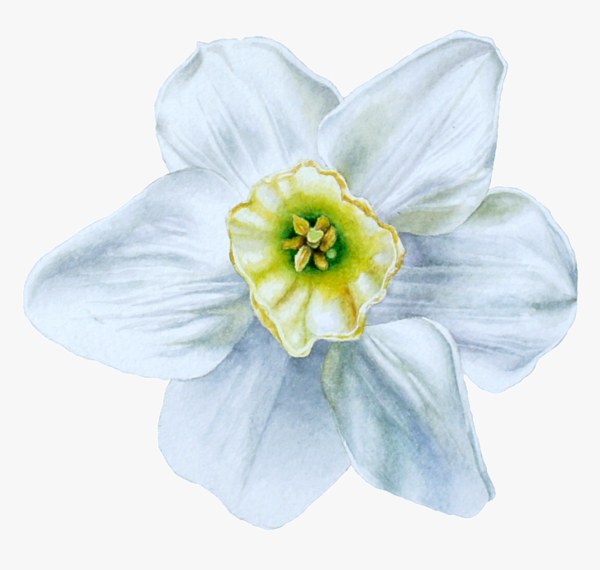 Hand Painted Blue White Flowers Png Transparent, Png Download