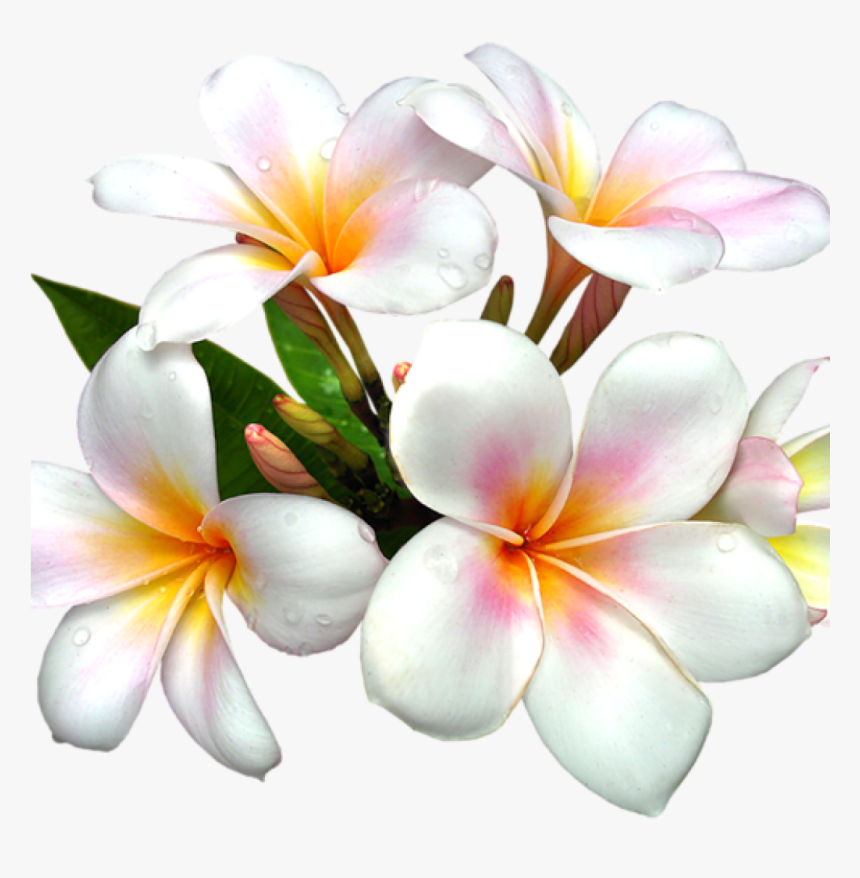 Transparent Flowers Clipart Png, Png Download