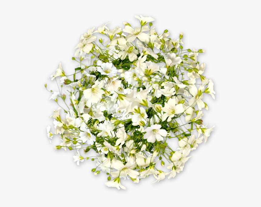 Fleurs Blanches Png, Transparent Png
