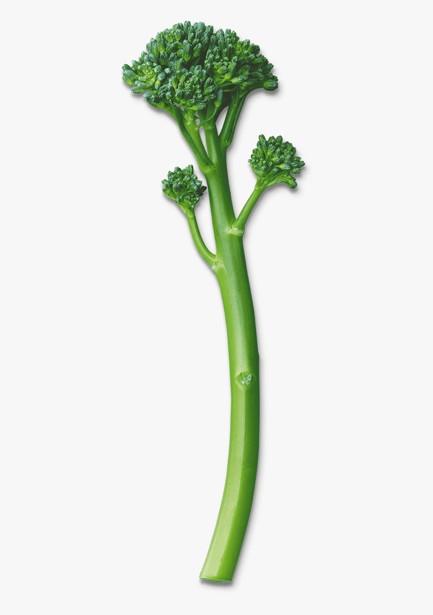 Broccoli Png, Transparent Png