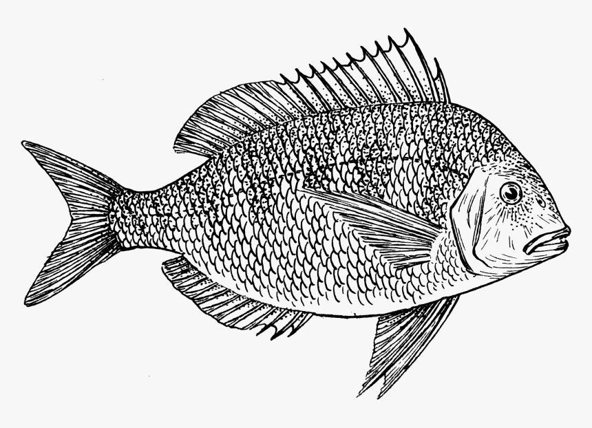 Scup Porgy Fishing Cod Clip Art, HD Png Download