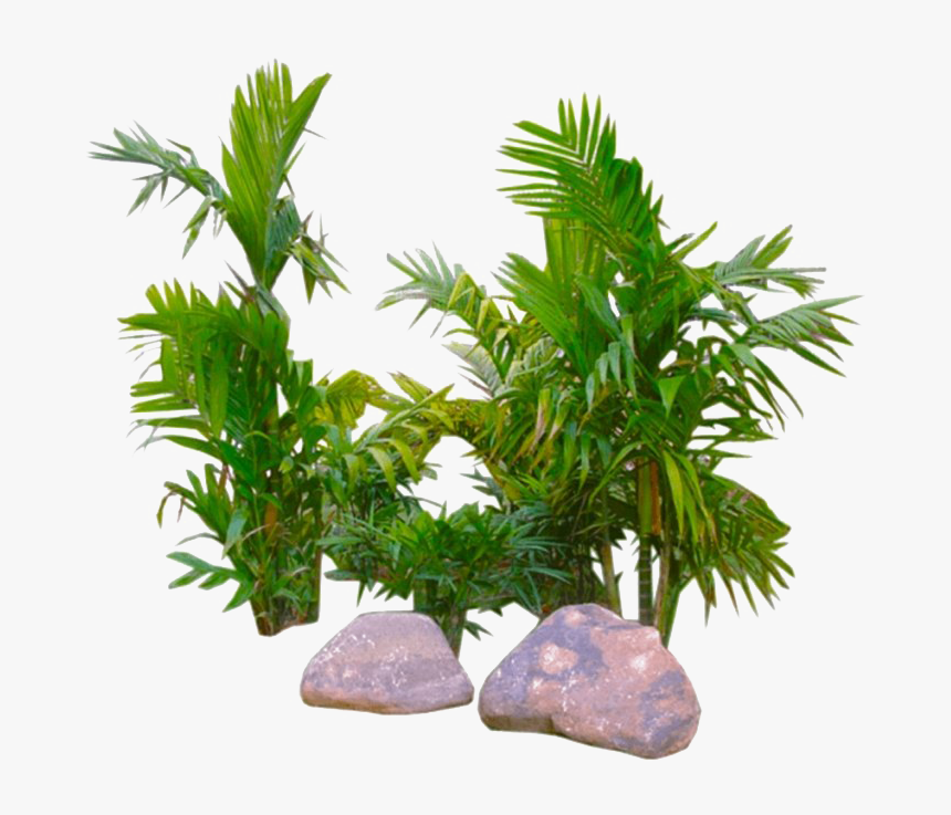 Tropical Png, Transparent Png