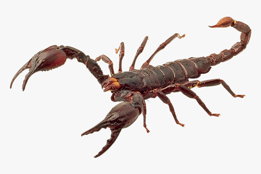 Scary Png, Transparent Png