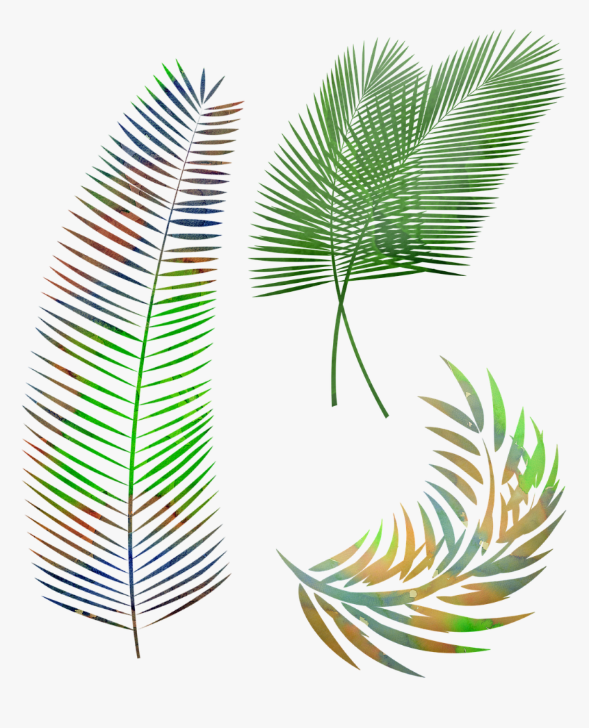 Palm Leaves Png, Transparent Png