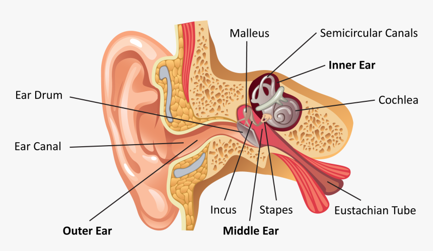 Inner Ear Png, Transparent Png