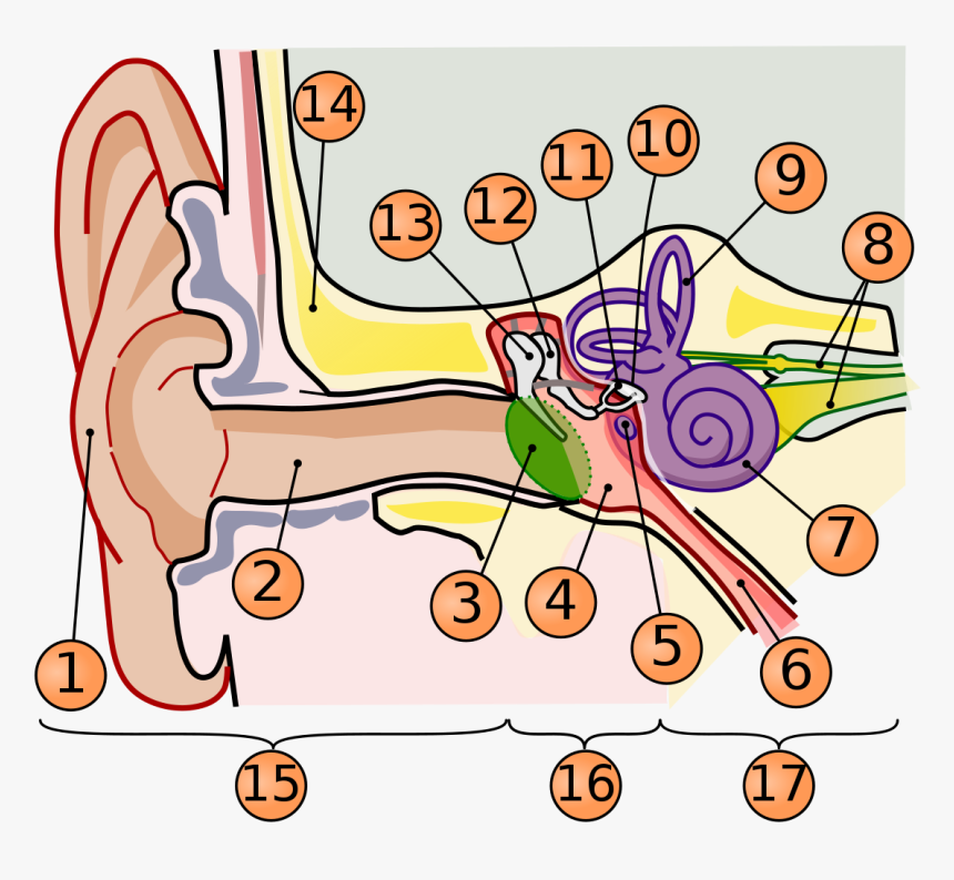 Ear Png, Transparent Png