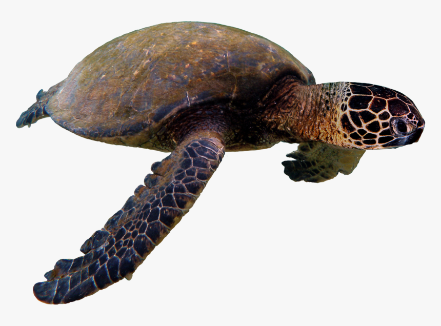 Sea Turtle Png, Transparent Png