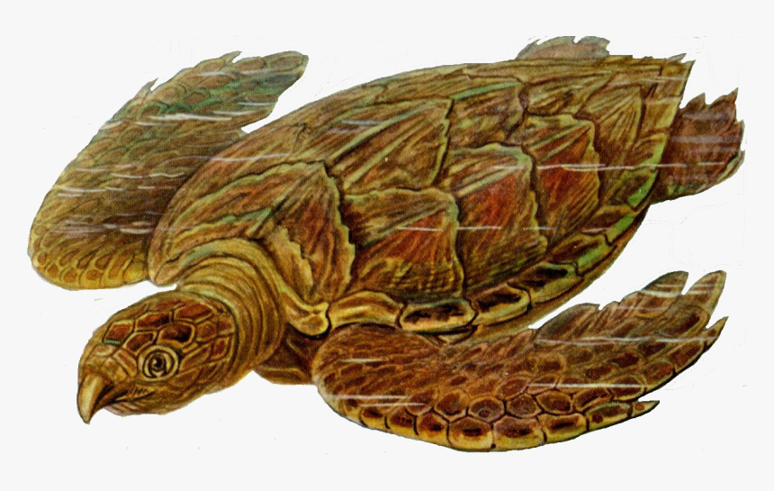 Sea Turtle Png, Transparent Png