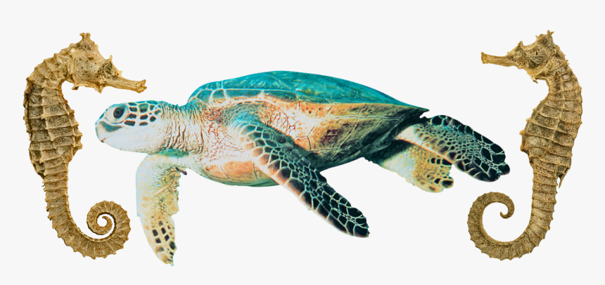 Sea Turtle Png, Transparent Png