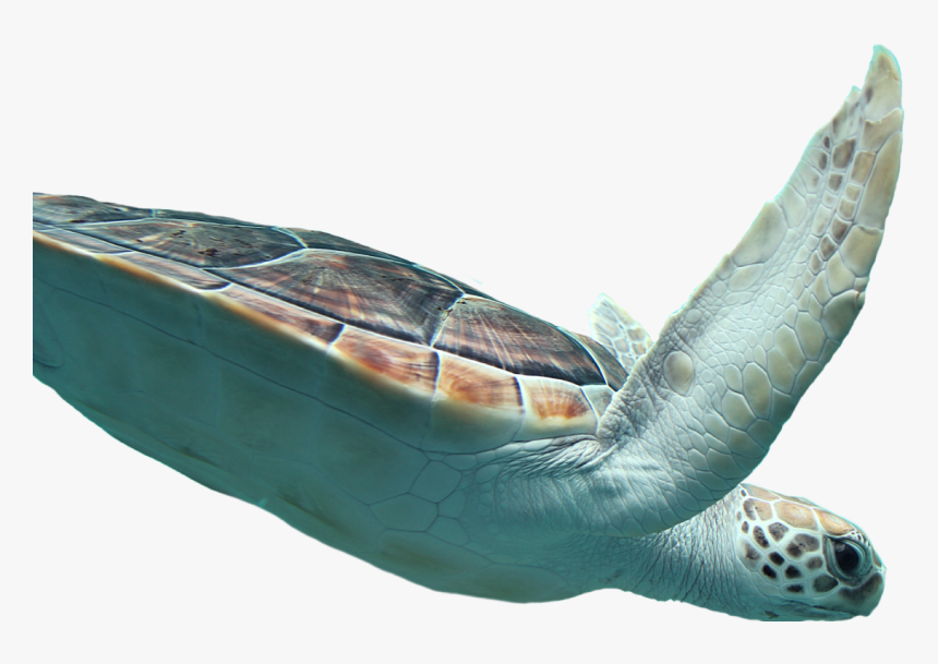 Sea Turtle Png, Transparent Png