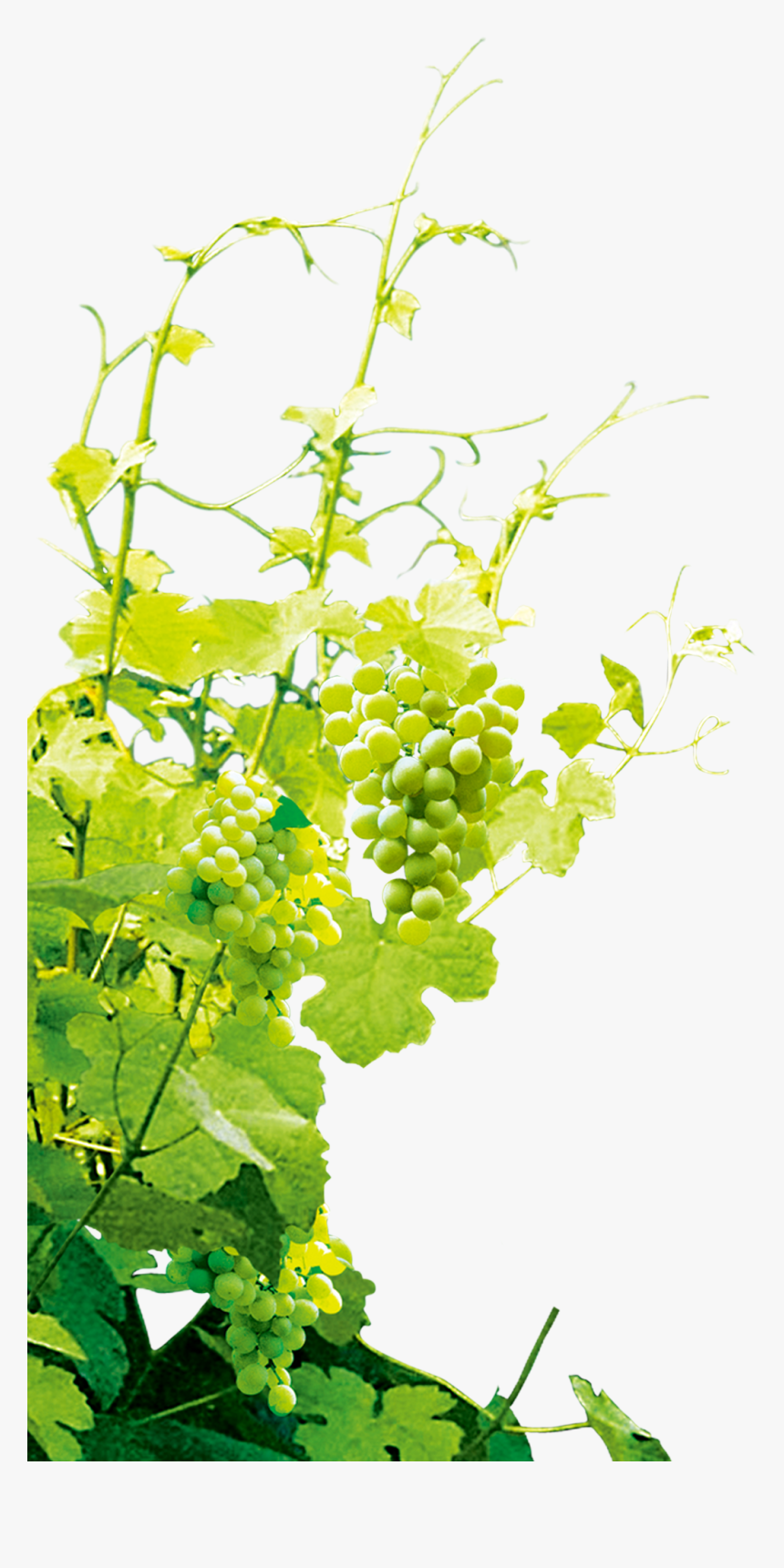 Grape Png, Transparent Png