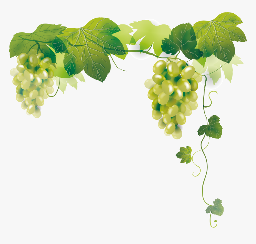 Transparent Grapes Vector Png, Png Download