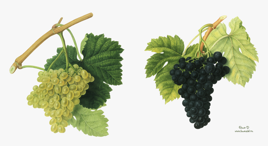 Grapes Transparent Background Png, Png Download