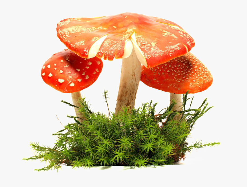 Mushroom Cloud Png , Png Download, Transparent Png