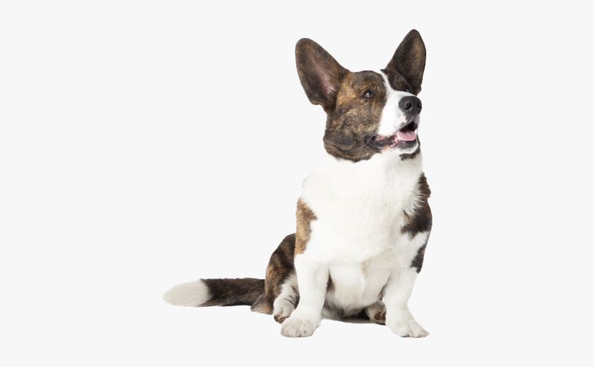 Corgi Png Picture, Transparent Png