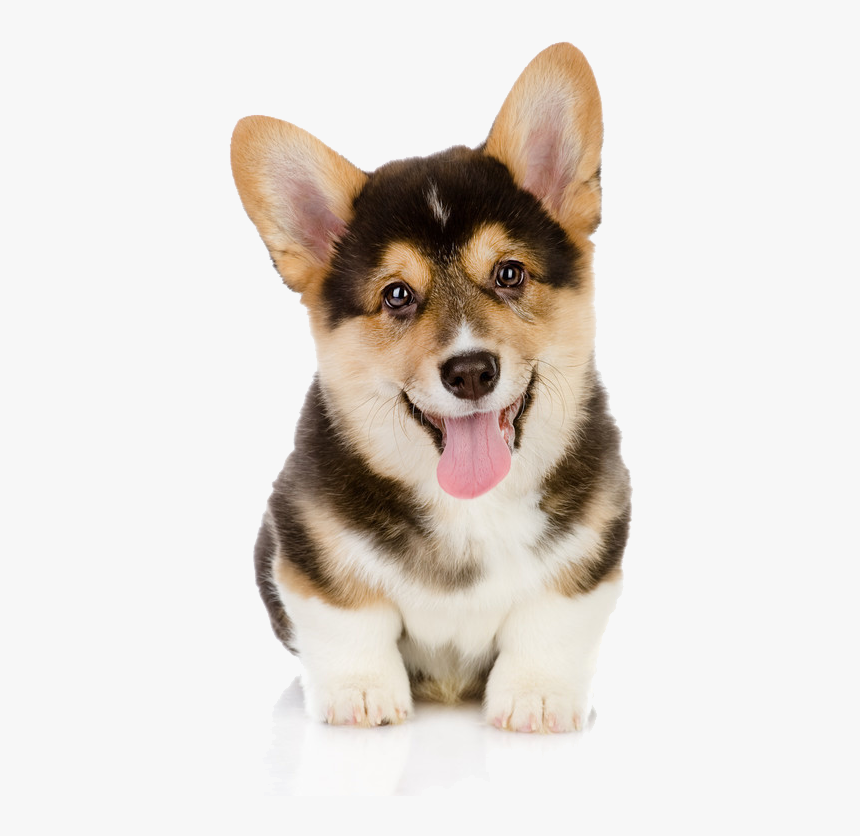 Pembroke Welsh Corgi French Bulldog Cardigan Welsh, HD Png Download