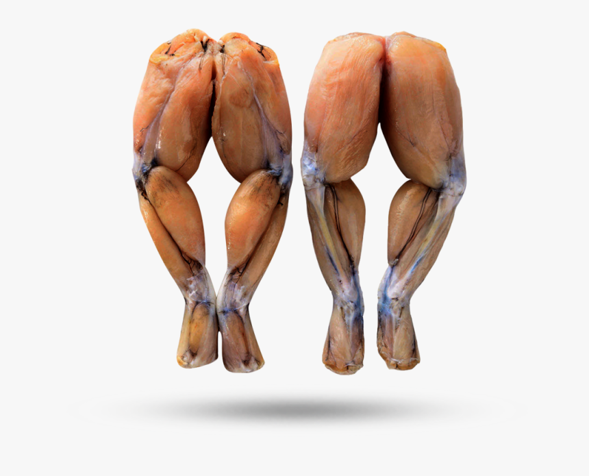 Frog Legs, HD Png Download