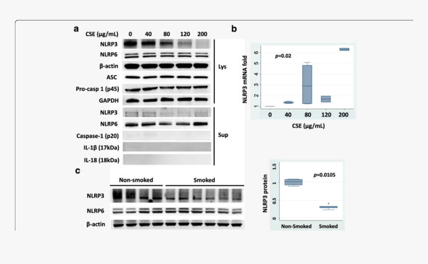 Cigarette Smoke Transparent Png, Png Download