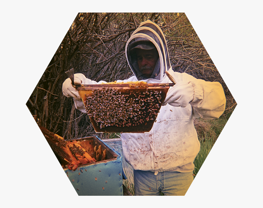 Holding-honeycomb, HD Png Download