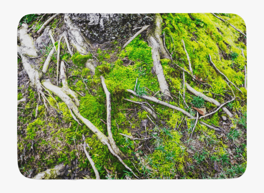 Tree Roots Png, Transparent Png