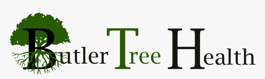 Transparent Tree Root Png, Png Download