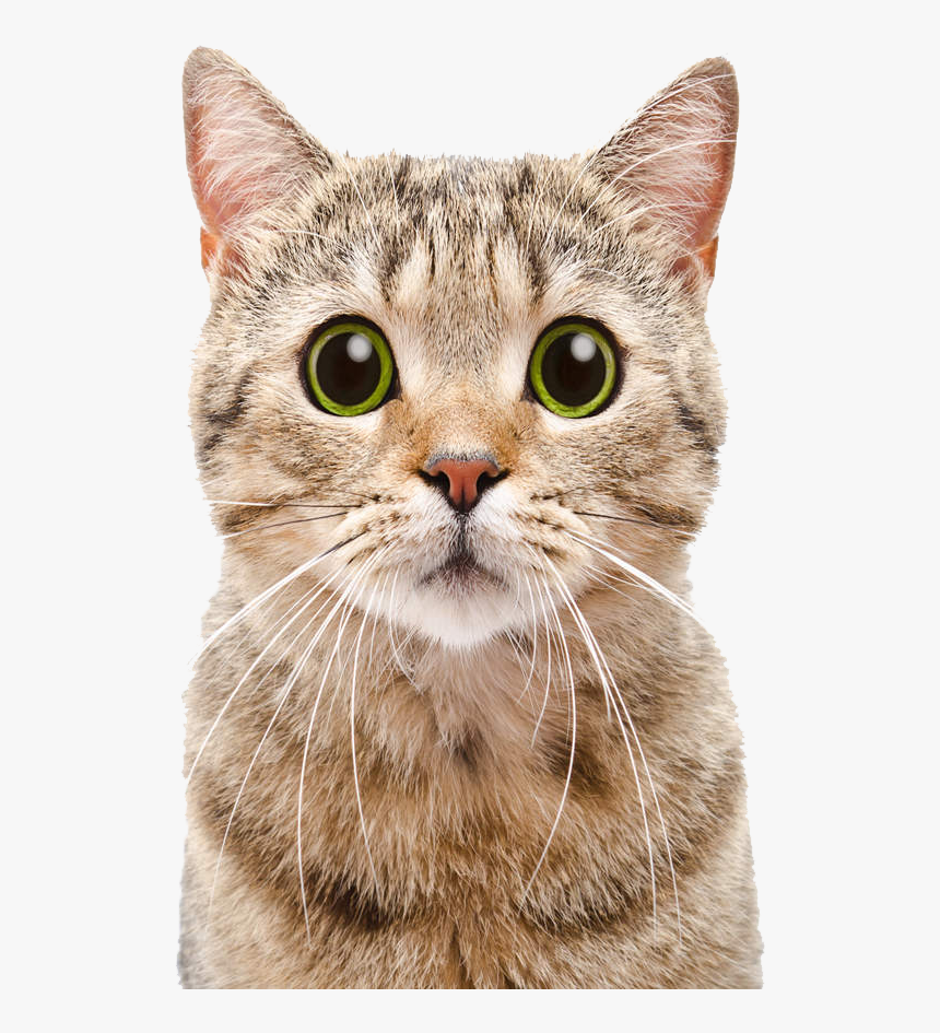 Cats Png Free Image Download, Transparent Png
