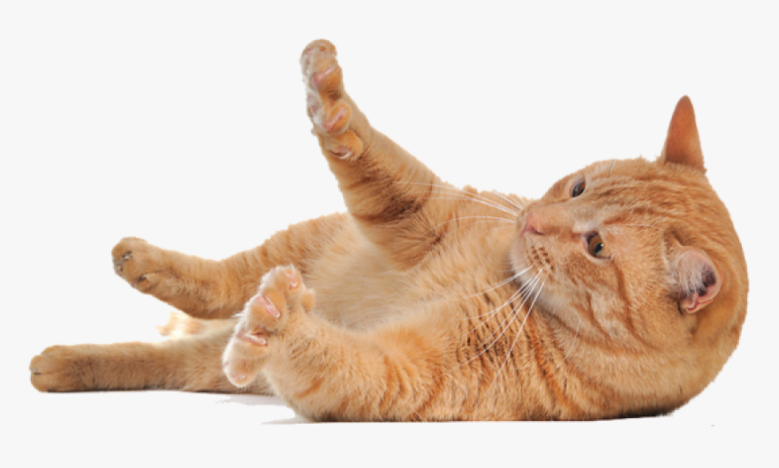 Lying Cat Png Png Image, Transparent Png