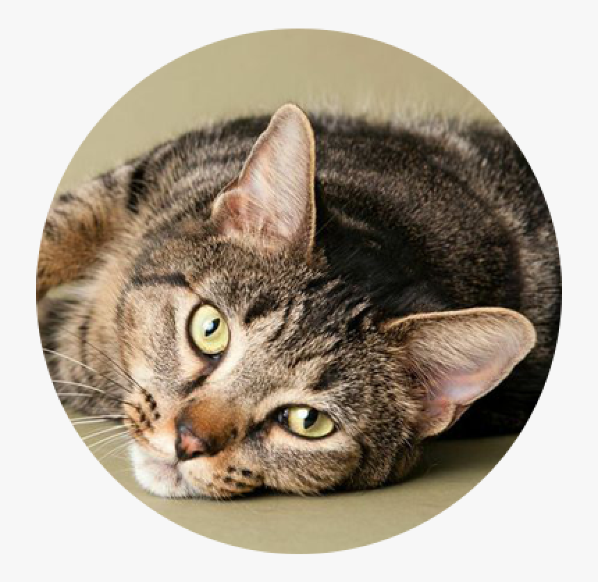 Cats-0001, HD Png Download