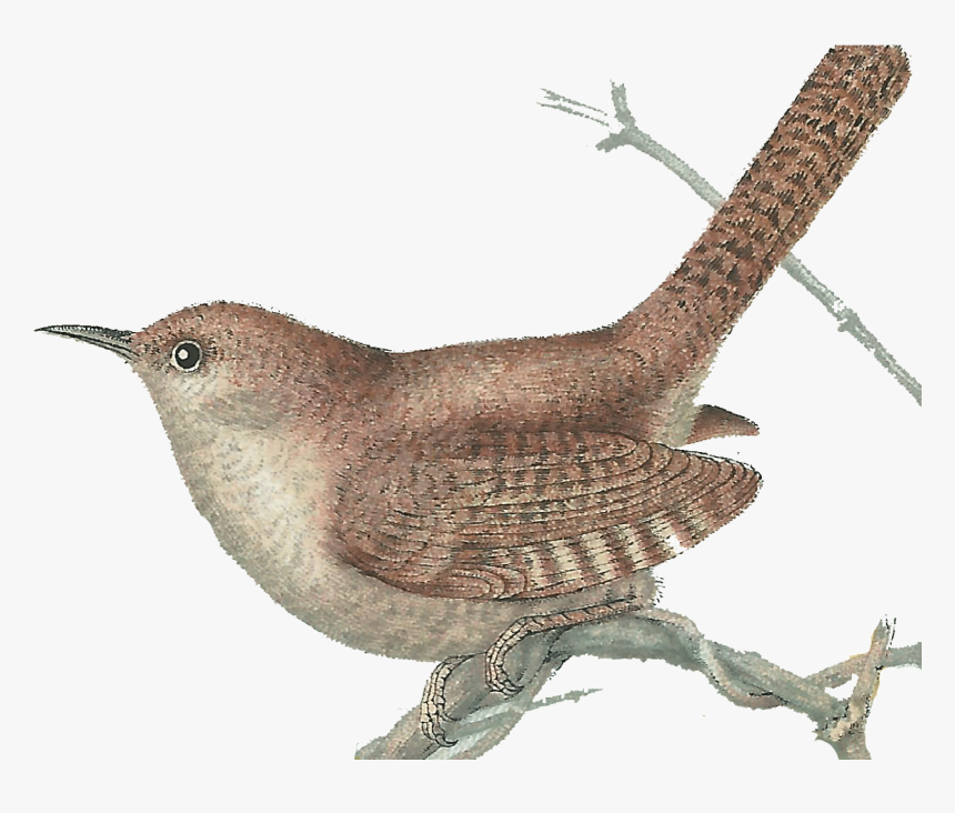 Tree Top Wren Picture, HD Png Download