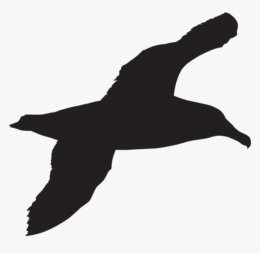 Sea Bird Silhouette , Png Download, Transparent Png
