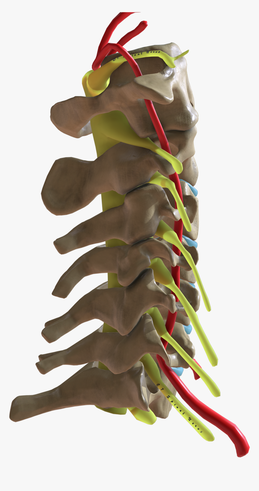 Cervical Spine Lateral View, HD Png Download