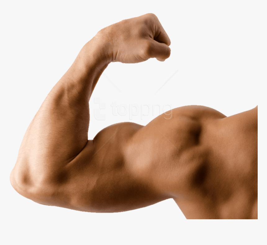 Free Png Muscle Png Images Transparent, Png Download