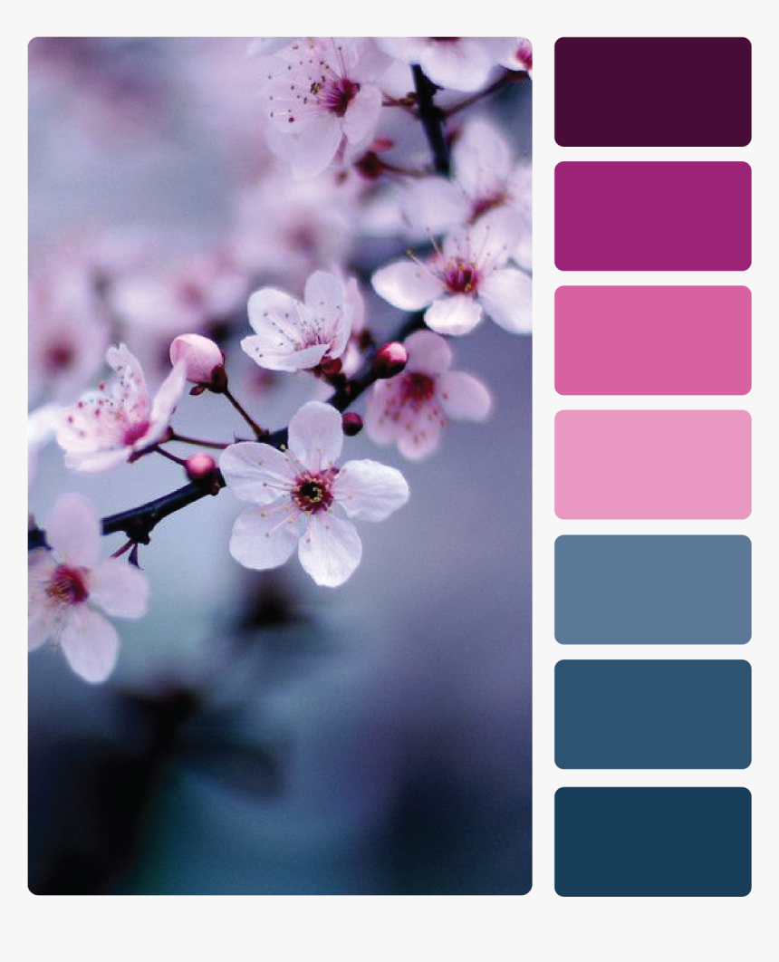 Cherry Blossom Petals Png, Transparent Png