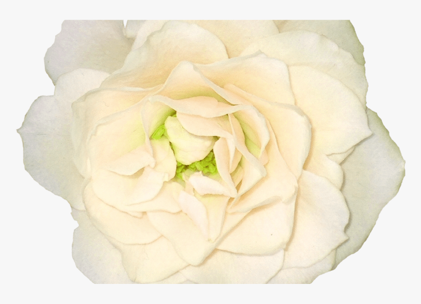 White Roses Png Images, Free Download Flower Pixtures, Transparent Png