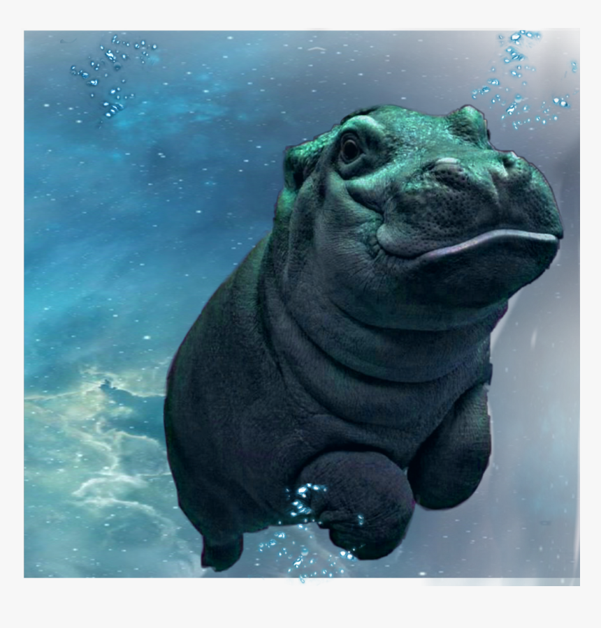 #freetoedit #hippopotamus #hippo #happy #underwater, HD Png Download