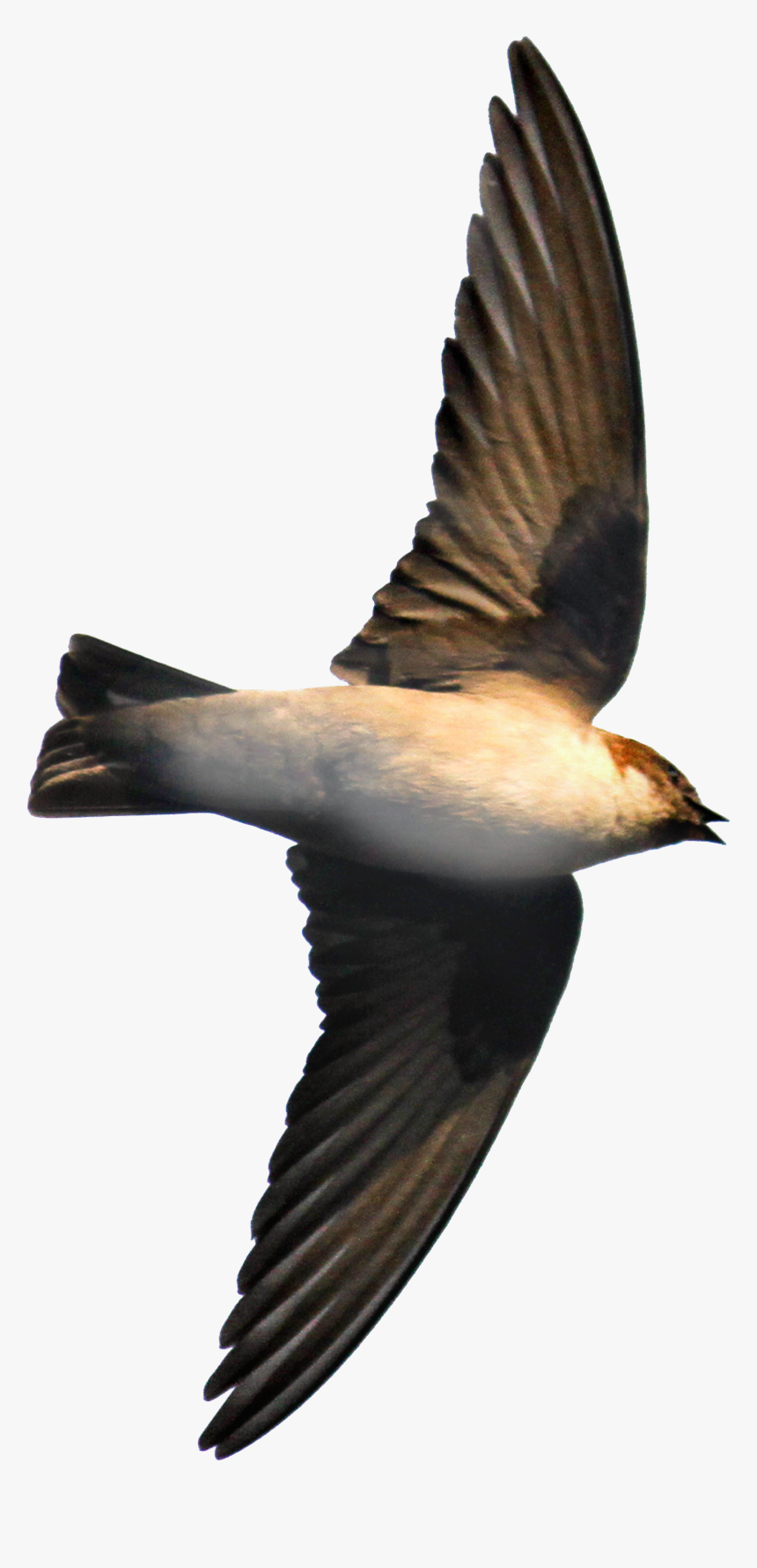 Eurasian Crag Martin David Raju, HD Png Download