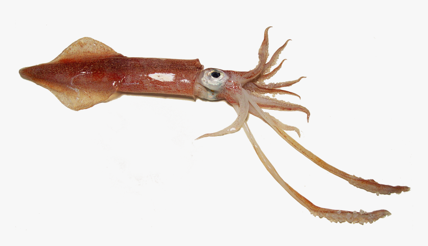 Examples Of Squid , Png Download, Transparent Png