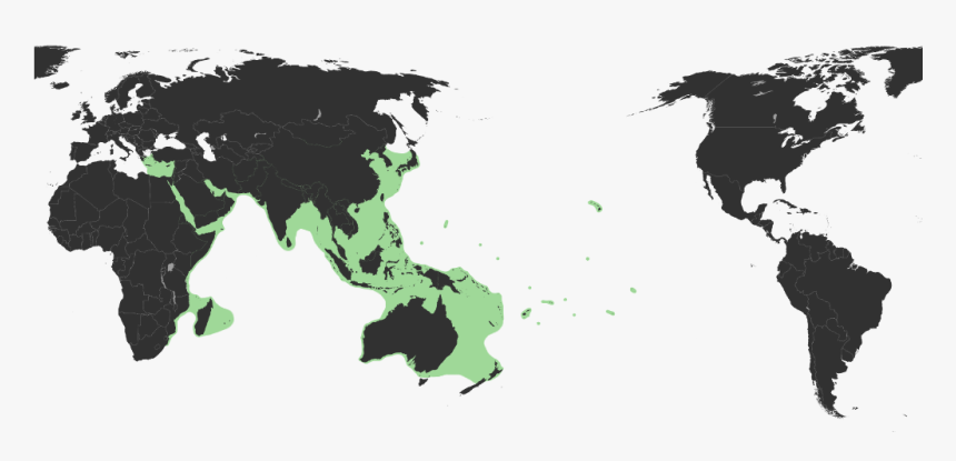 Sepioteuthis Lessoniana Distribution Range, HD Png Download