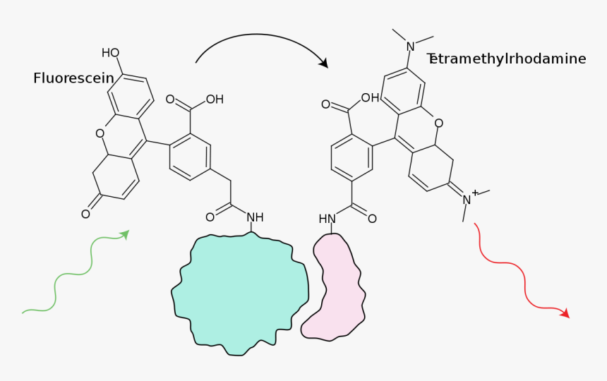 Squid Png, Transparent Png