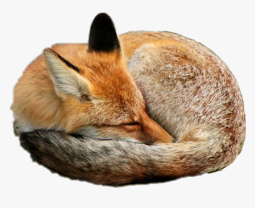Sleeping Png, Transparent Png