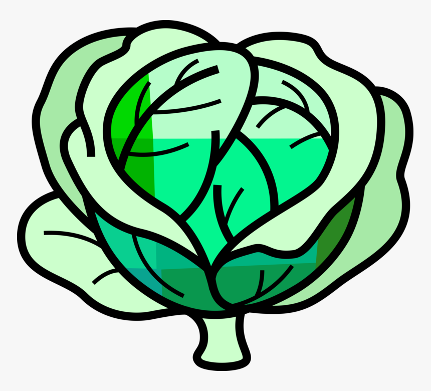 Vector Illustration Of Leafy Green Cabbage Edible Vegetable, HD Png Download