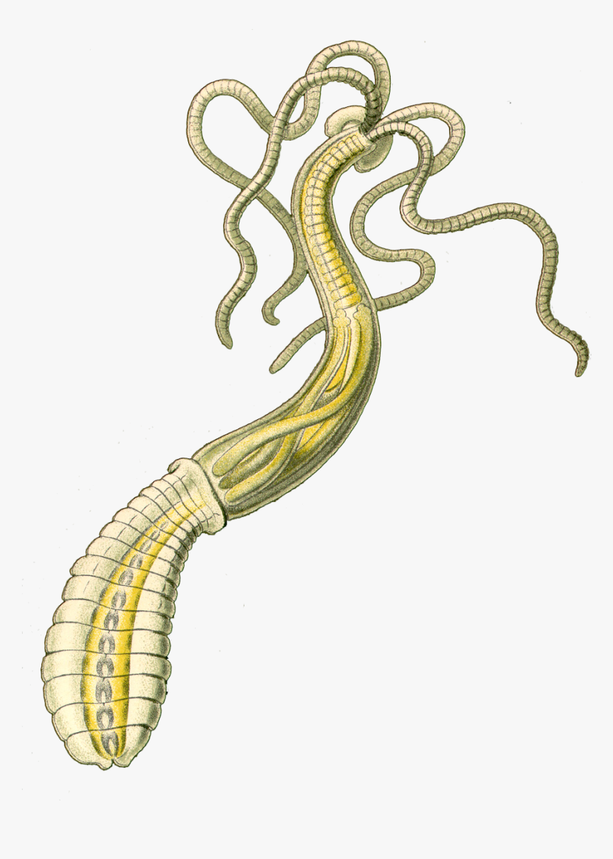 Tentacles Png, Transparent Png