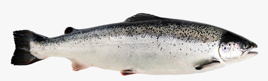 Salmon Png, Transparent Png