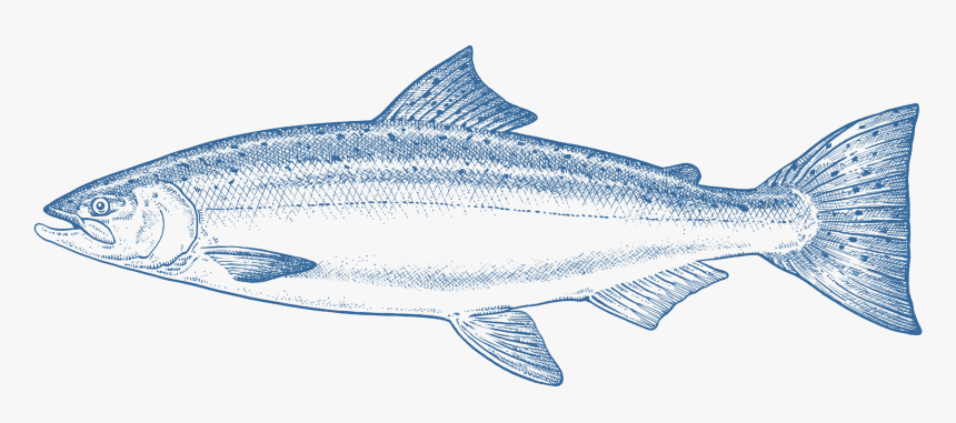 Salmon Png, Transparent Png