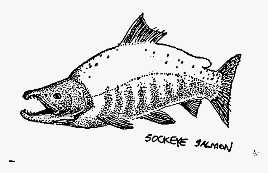 This Free Icons Png Design Of Sockeye Salmon Mapitize, Transparent Png