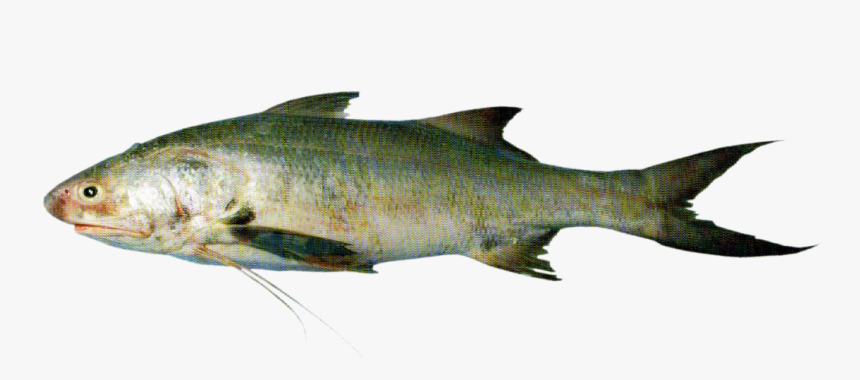 Transparent Salmon Png, Png Download