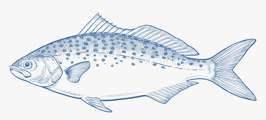 Salmon Png, Transparent Png