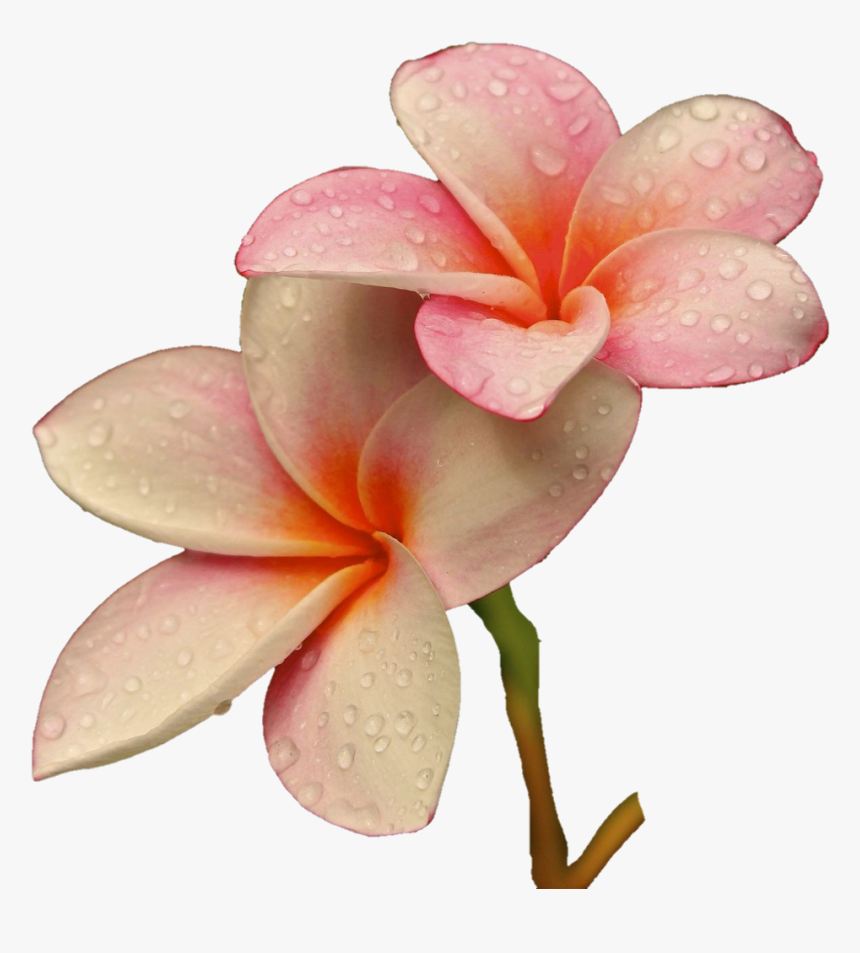 Png Freetoedit Flower Flowers Soft Raindrops Rain, Transparent Png