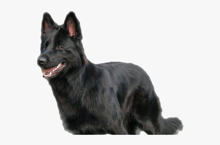 Black German Shepherd Transparent Background Png, Png Download